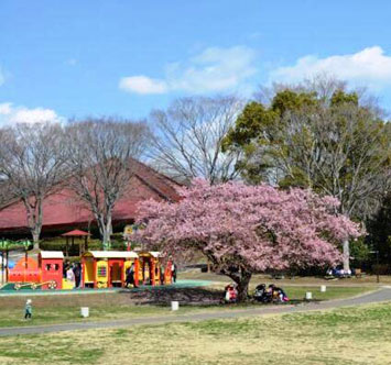 こどもの国の桜の画像